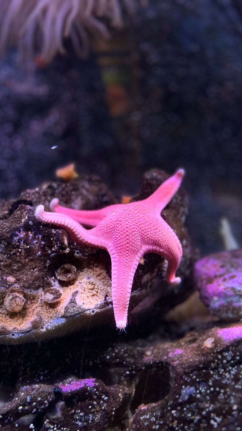 Seattle Aquarium, USA