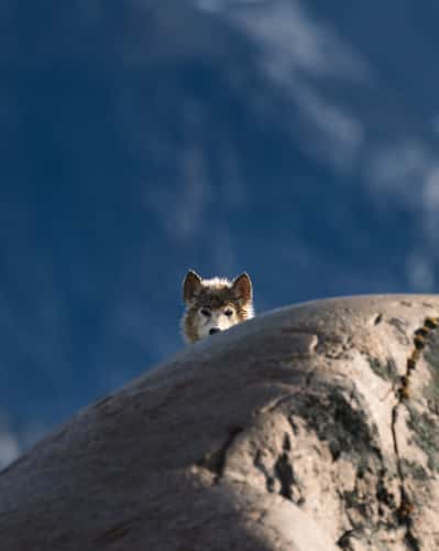 Tiilerilaaq, Dog Island