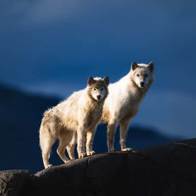 Tiilerilaaq, Dog Island, Greenland