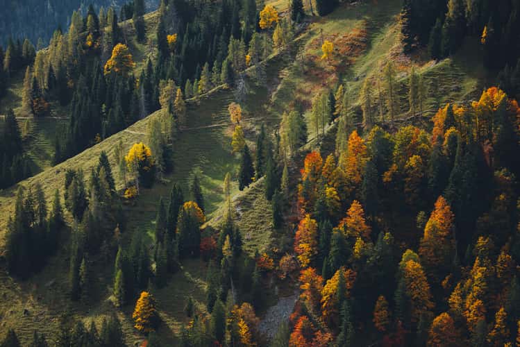 Autumn meadow, Hochkönig