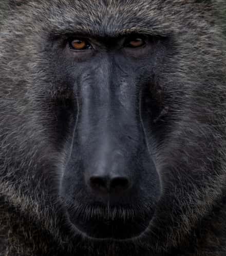 Baboon Forest / Ouganda