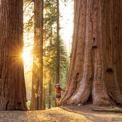 Big Trees, USA