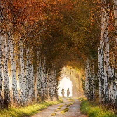 Birch Avenue, Austria