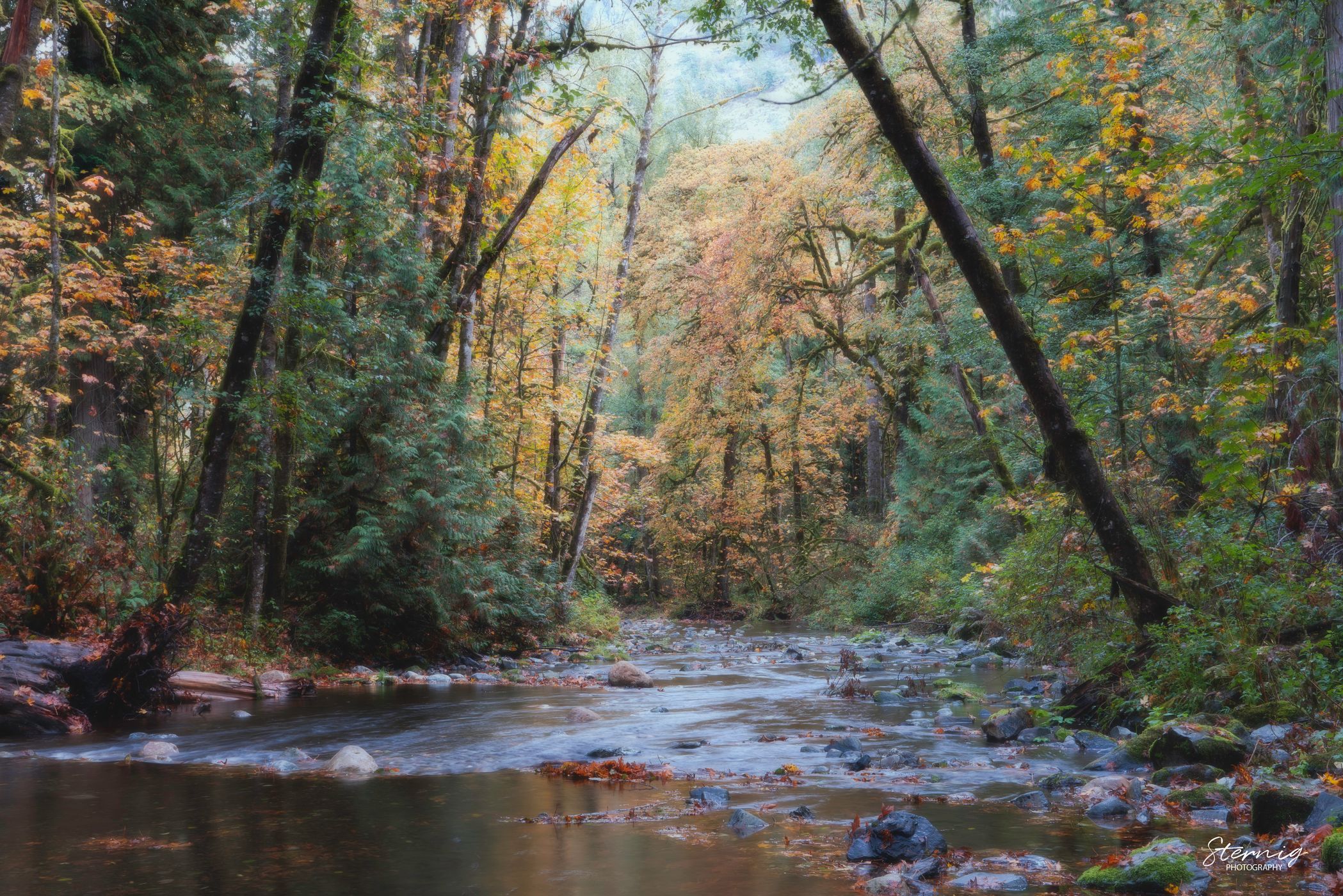 Goldstream Park - Victoria BC, Canada