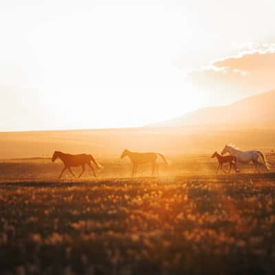 Horse farms near Lake Song-Kul, Kyrgyz Republic