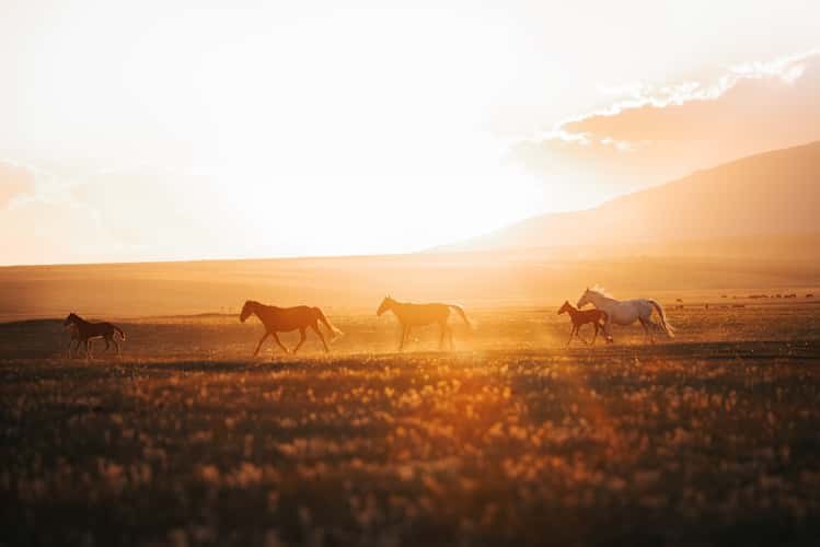Horse farms near Lake Song-Kul