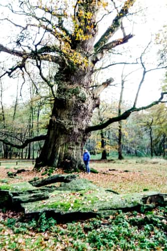 Ivenacker Eichen (Ivenack Oaks)