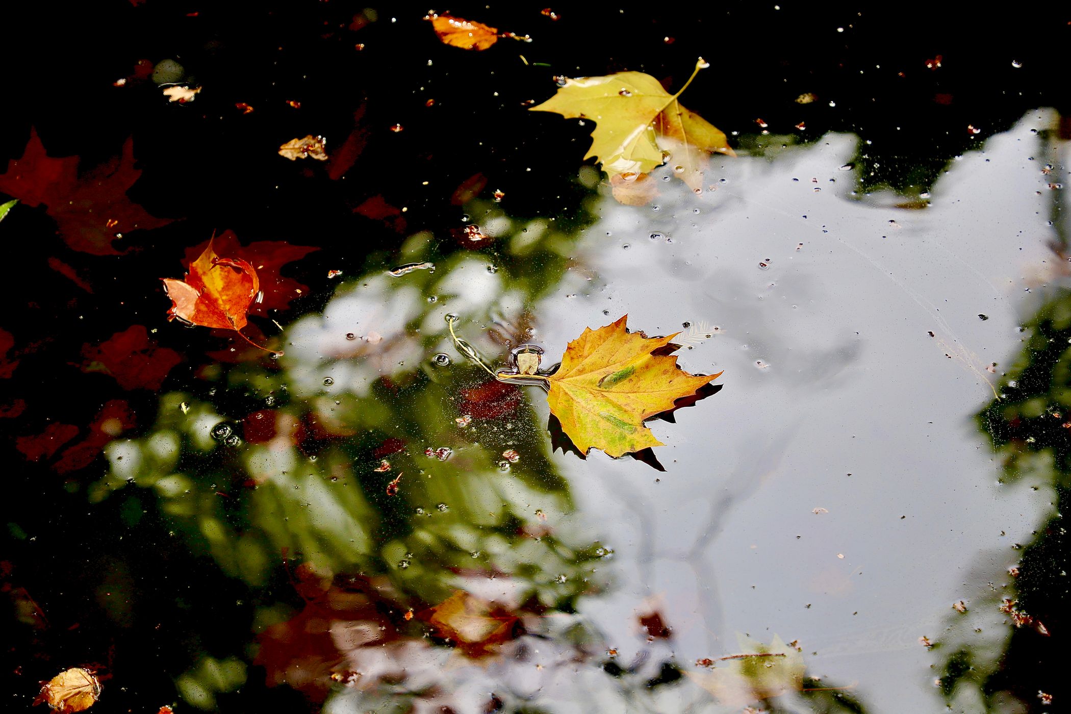 Japanese Garden, Bonn, Germany