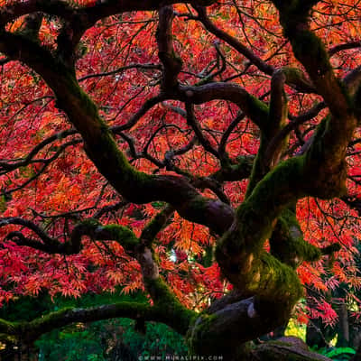 Japanese Maple @ Point Defiance Park, USA