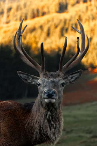 Jufenalm Wildgehege