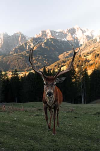 Jufenalm Wildgehege