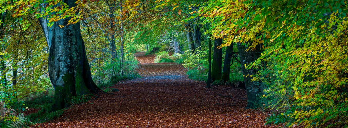 Lady Mary's Walk