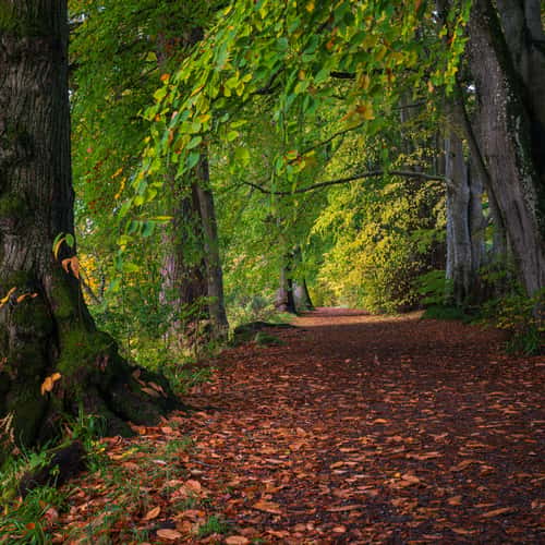 Lady Mary's Walk