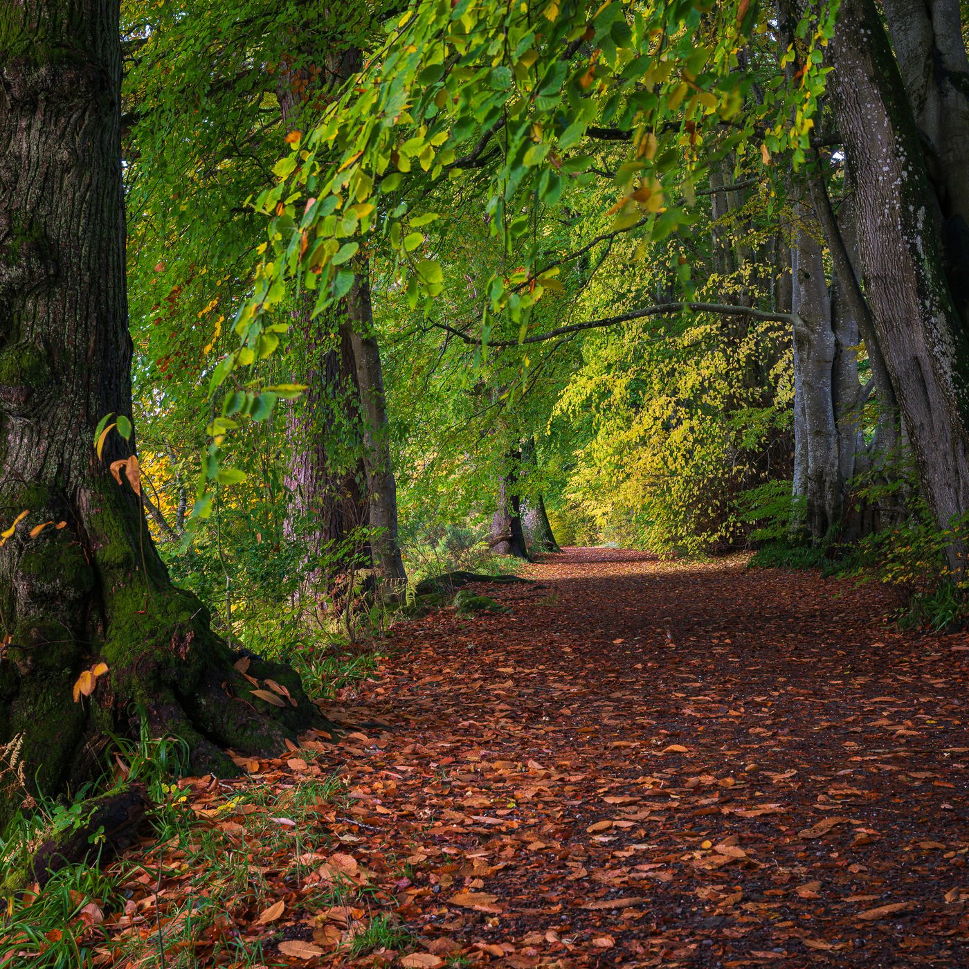 Lady Mary's Walk, United Kingdom