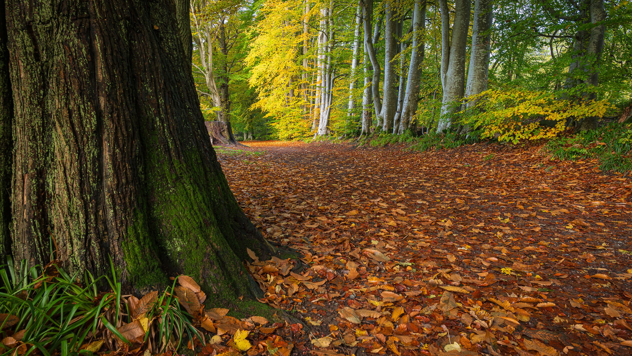 Lady Mary's Walk, United Kingdom
