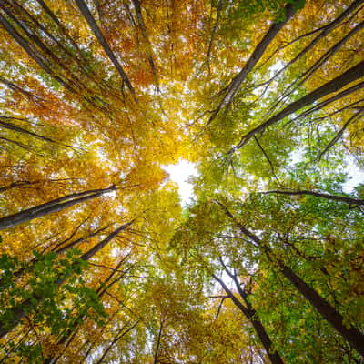 Look up at the forest in autumn, Hungary