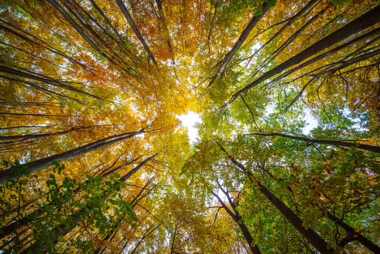 Look up at the forest in autumn