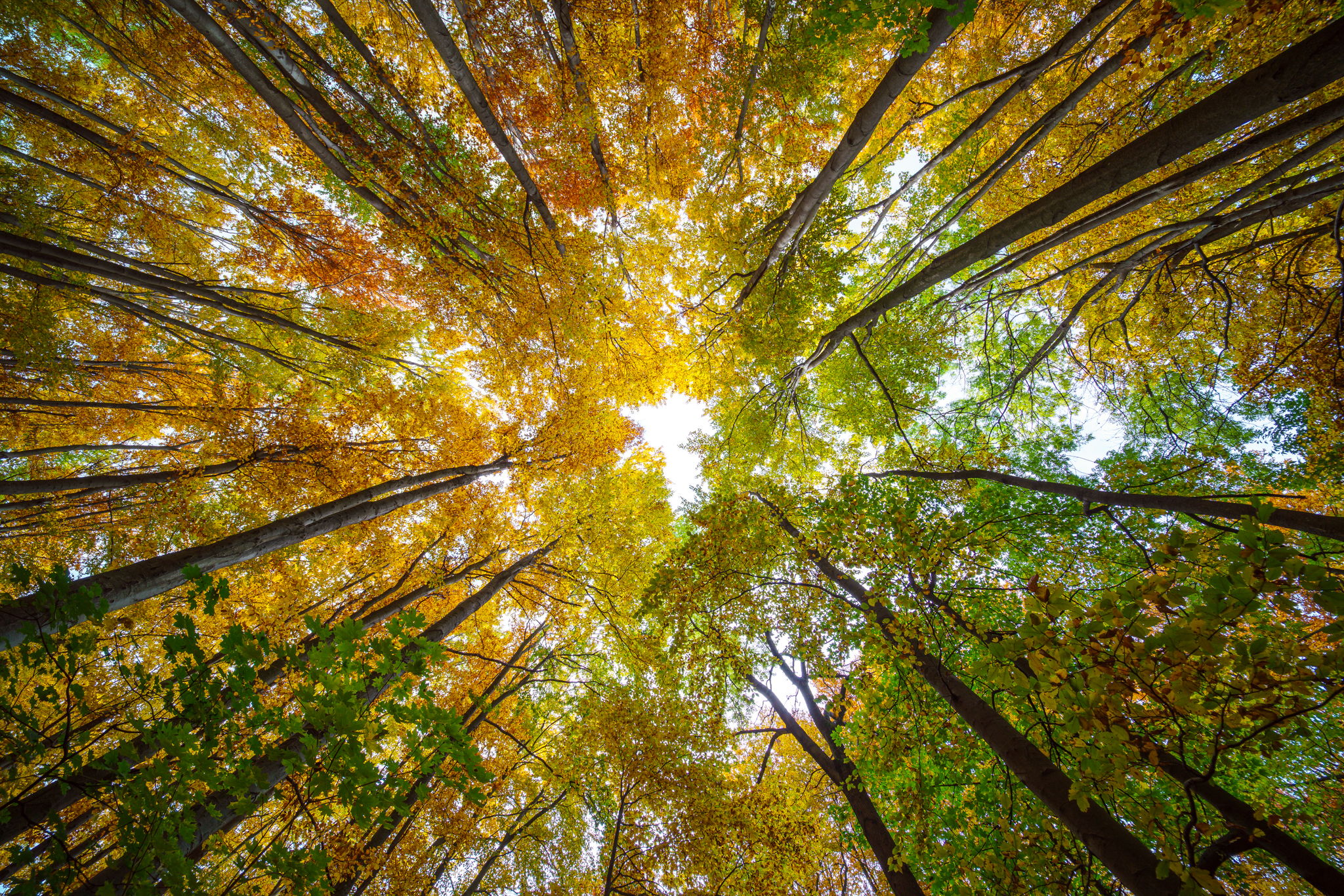Look up at the forest in autumn, Hungary