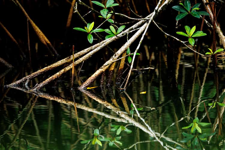 Malanza Mangrove