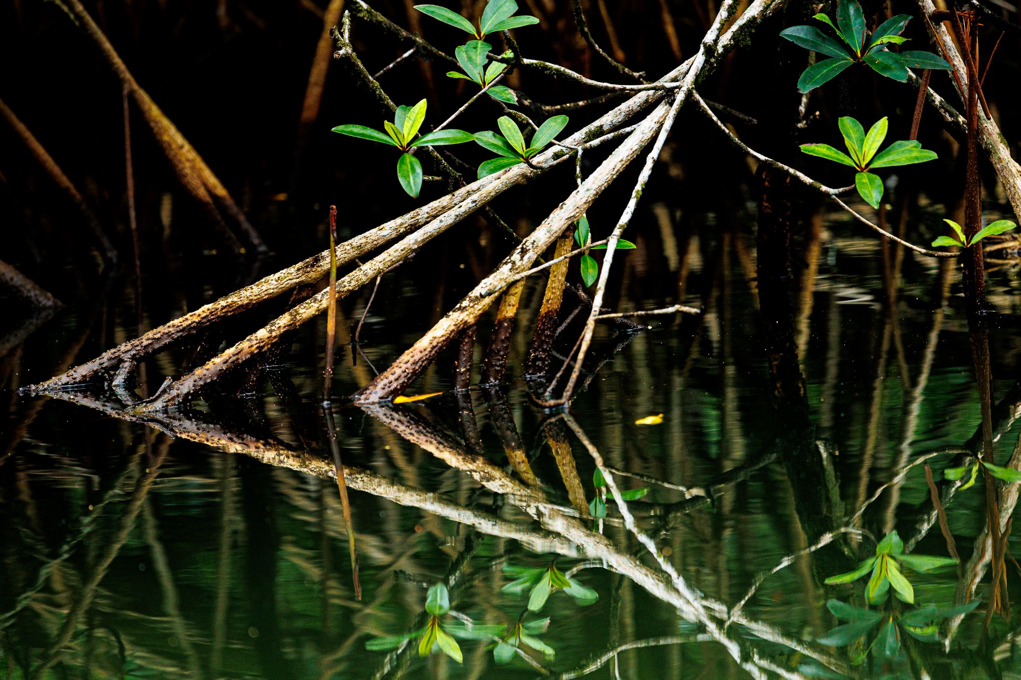 Malanza Mangrove, Sao Tome and Principe