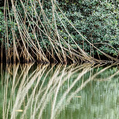 Malanza Mangrove, Sao Tome and Principe