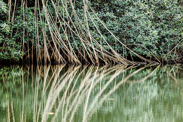 Malanza Mangrove