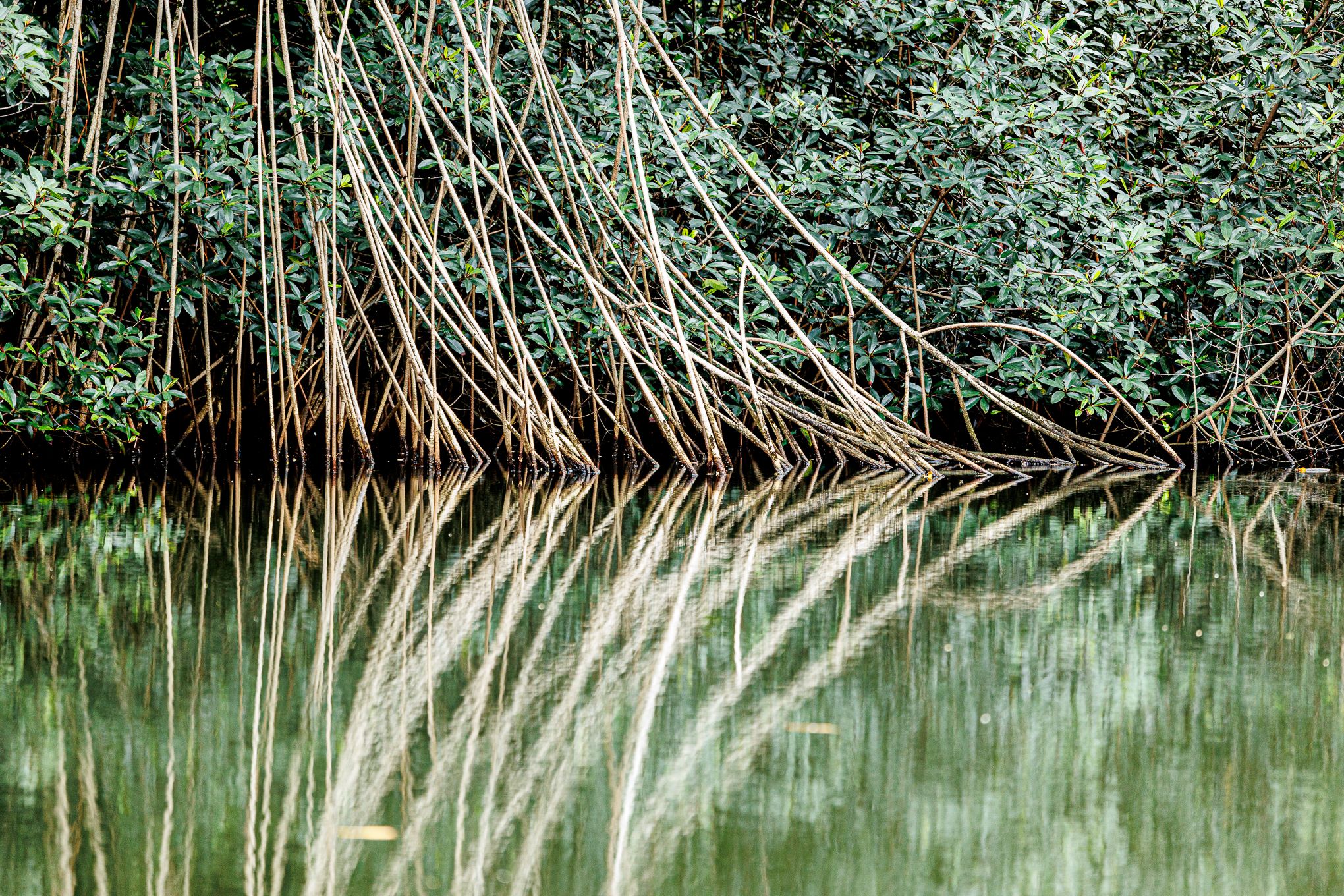 Malanza Mangrove, Sao Tome and Principe