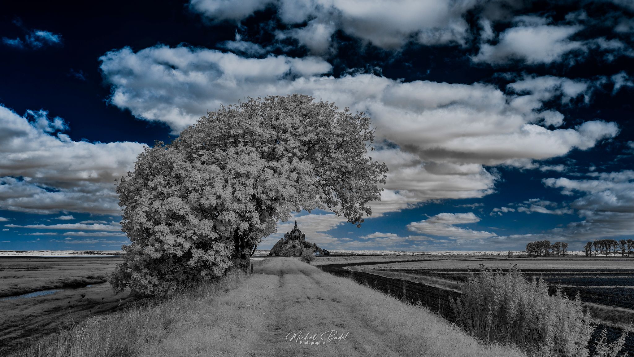 Mont Saint-Michel and the leaning tree, France