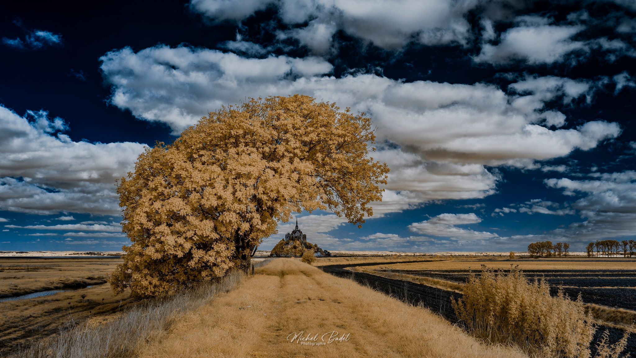 Mont Saint-Michel and the leaning tree, France