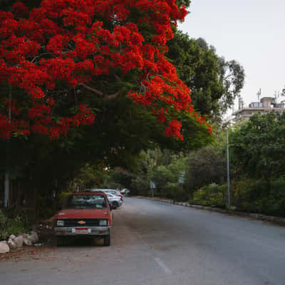 Morning in Maadi, Cairo, Egypt