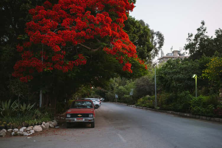 Morning in Maadi, Cairo