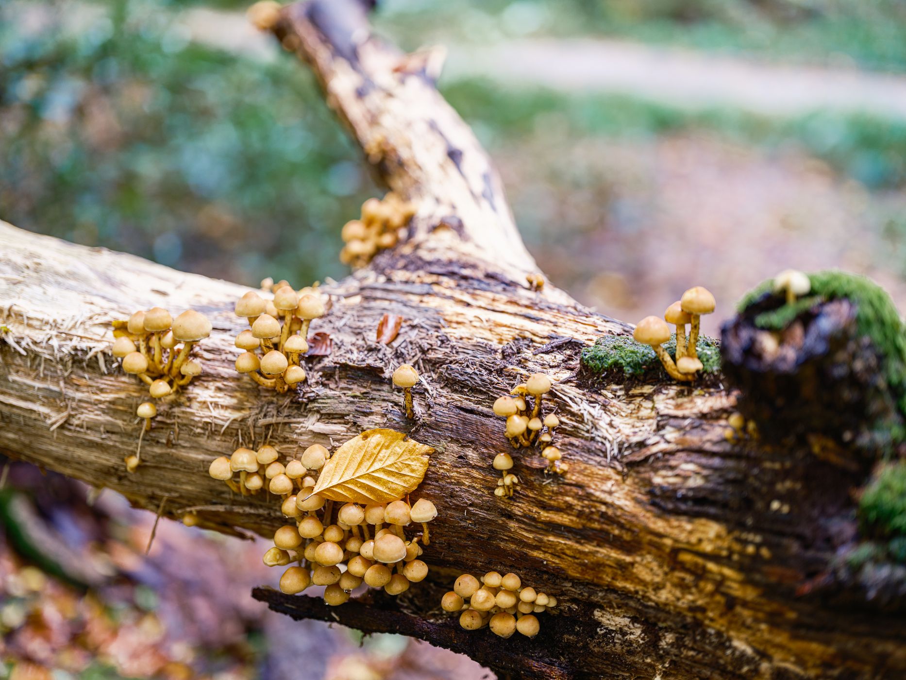 Naturwald Hasbruch, Germany