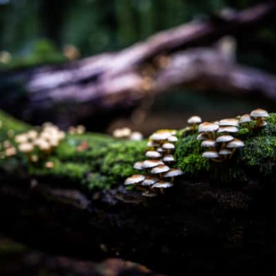 Naturwald Hasbruch, Germany