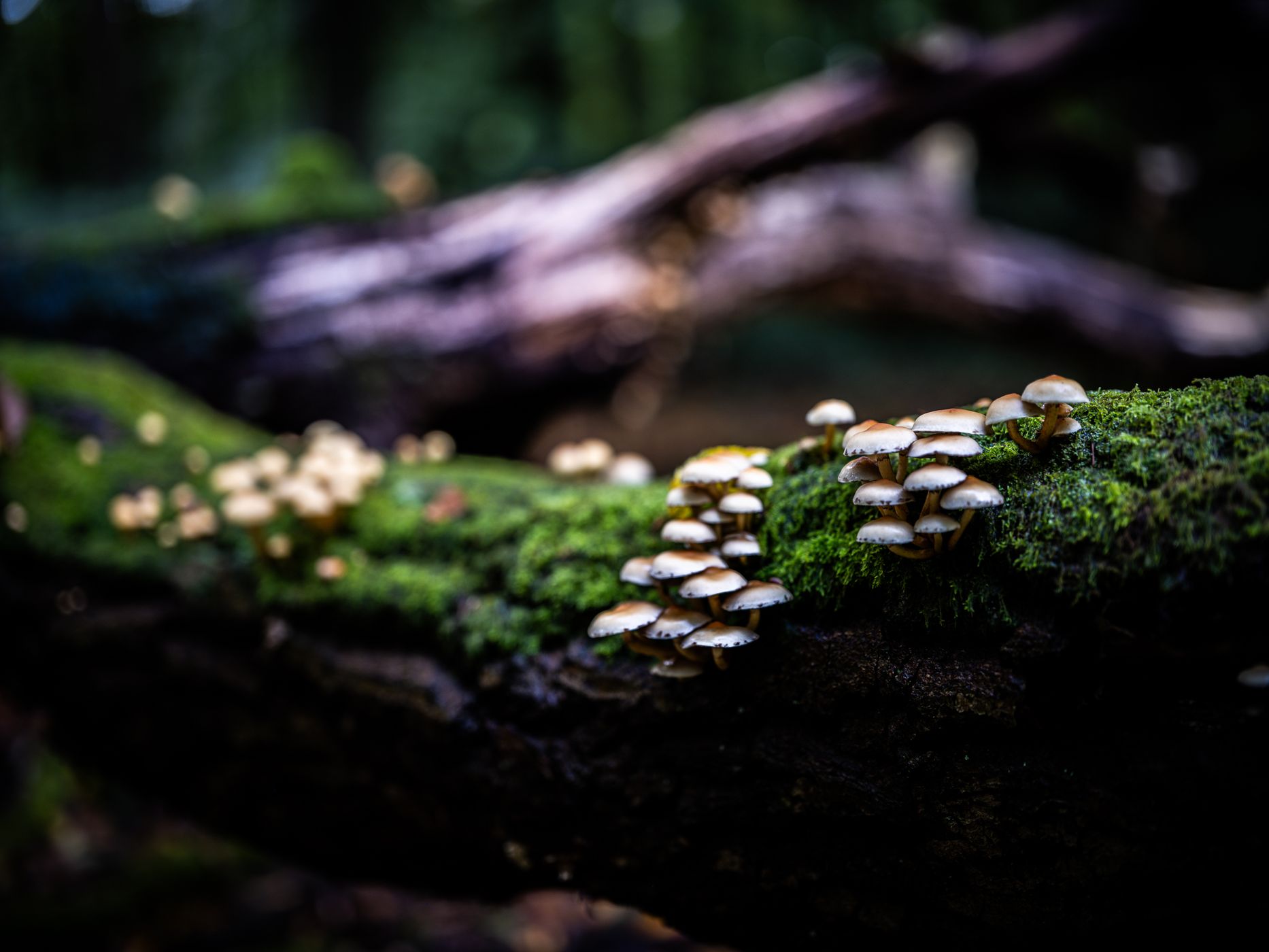 Naturwald Hasbruch, Germany