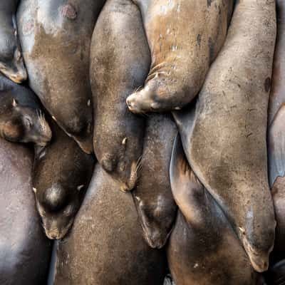 Newport Sea Lion Docks, USA