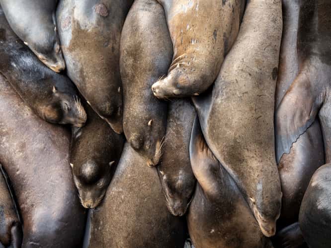 Newport Sea Lion Docks