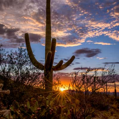 Saguaro National Park (Tucson Mountain District), USA