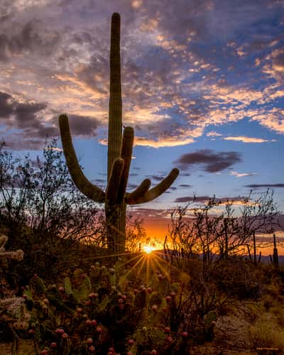 Saguaro National Park (Tucson Mountain District)