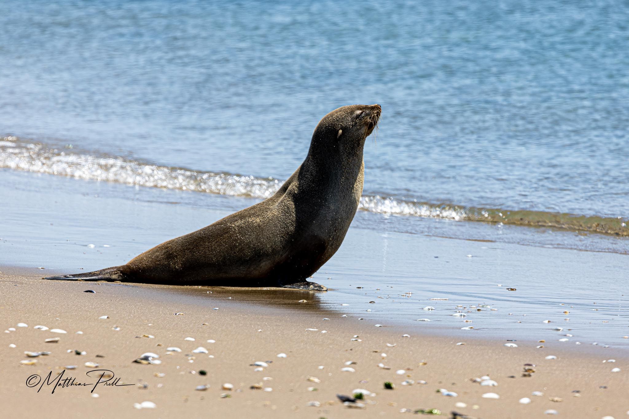 Seal at walvis bay, Namibia