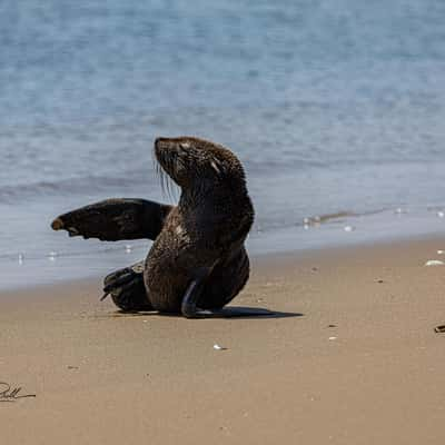 Seal at walvis bay, Namibia