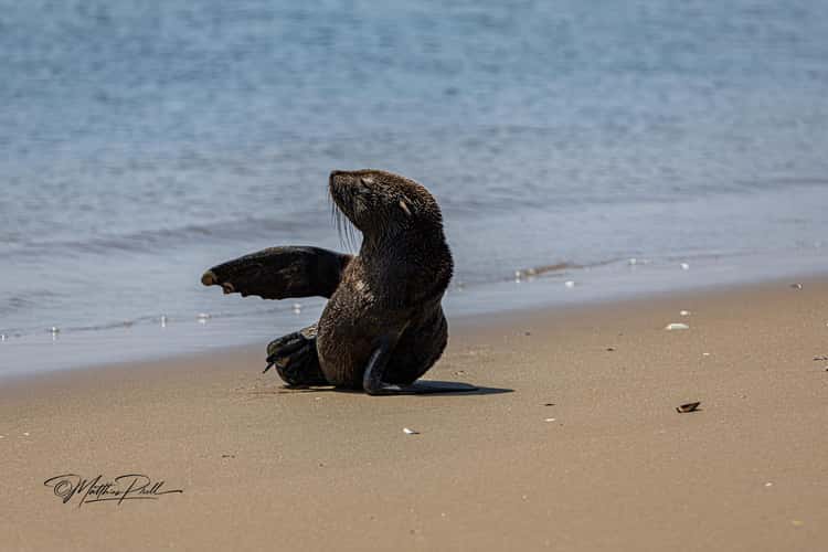 Seal at walvis bay