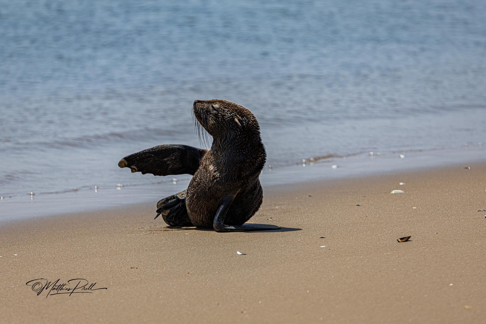 Seal at walvis bay, Namibia