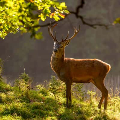 Studley Royal Deer Park, United Kingdom