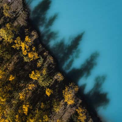 Submerged Forest, Abraham Lake, Canada