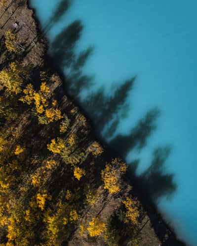 Submerged Forest, Abraham Lake