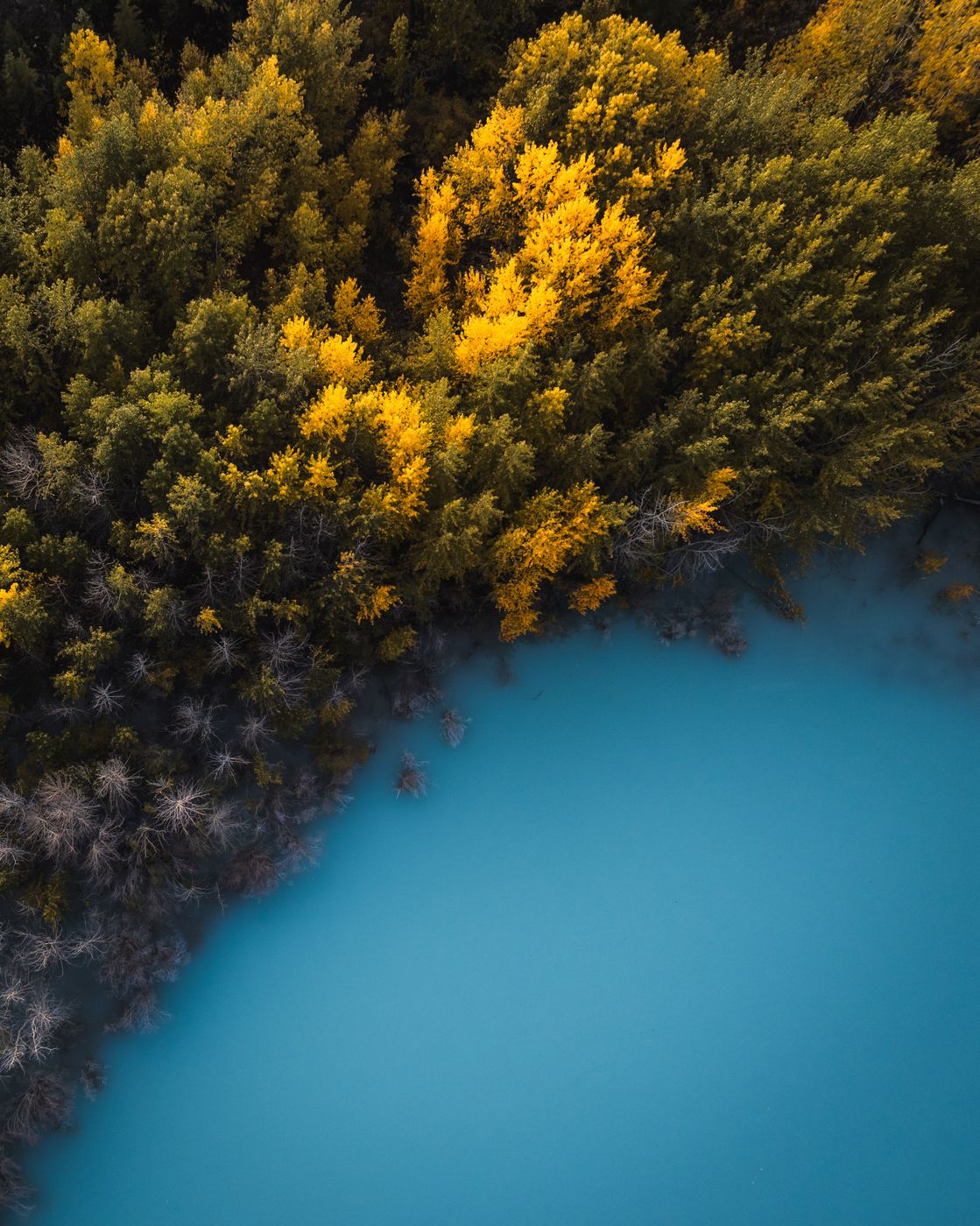 Submerged Forest, Abraham Lake, Canada