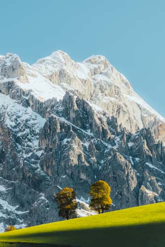 The lonely trees