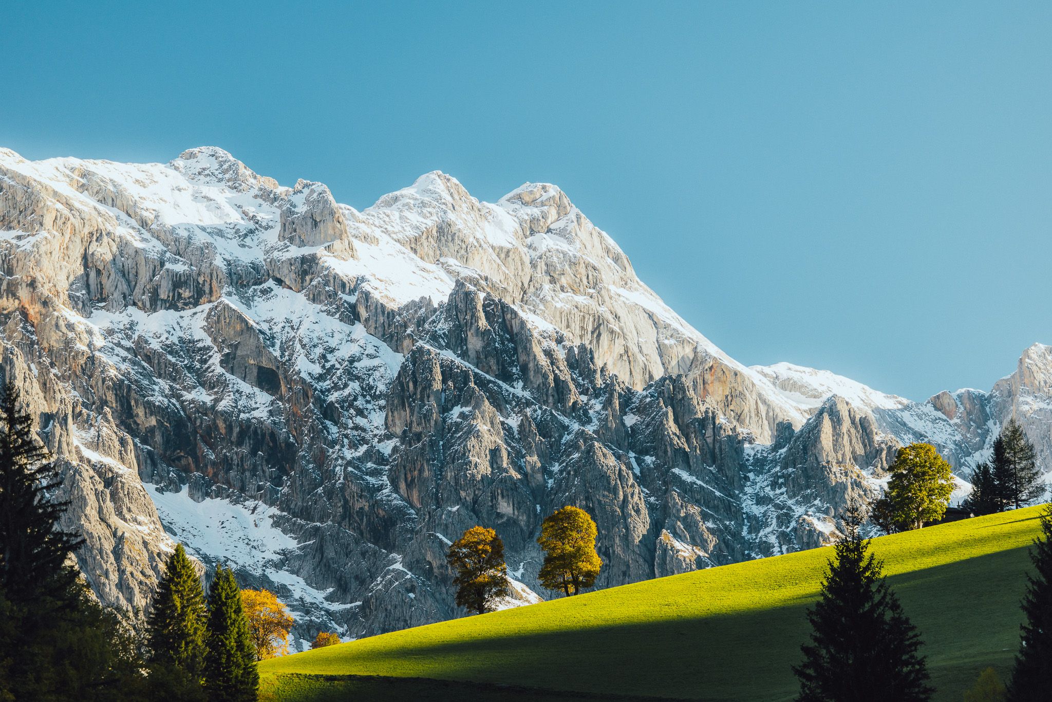 The lonely trees, Austria