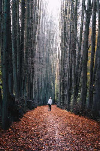 Tree alley next to Kasbachtalbahn