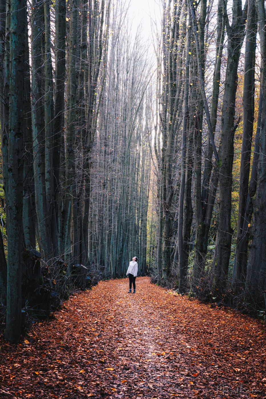 Tree alley next to Kasbachtalbahn, Germany